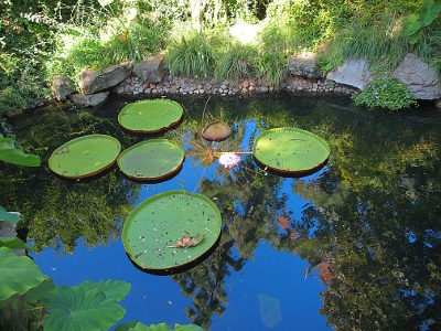 [Five large green pads lipped up at the edges, one brownish pad, and one pink flower all growing from the same center in a pond rimmed with a stone wall. The trees above reflect on the pond surface.]